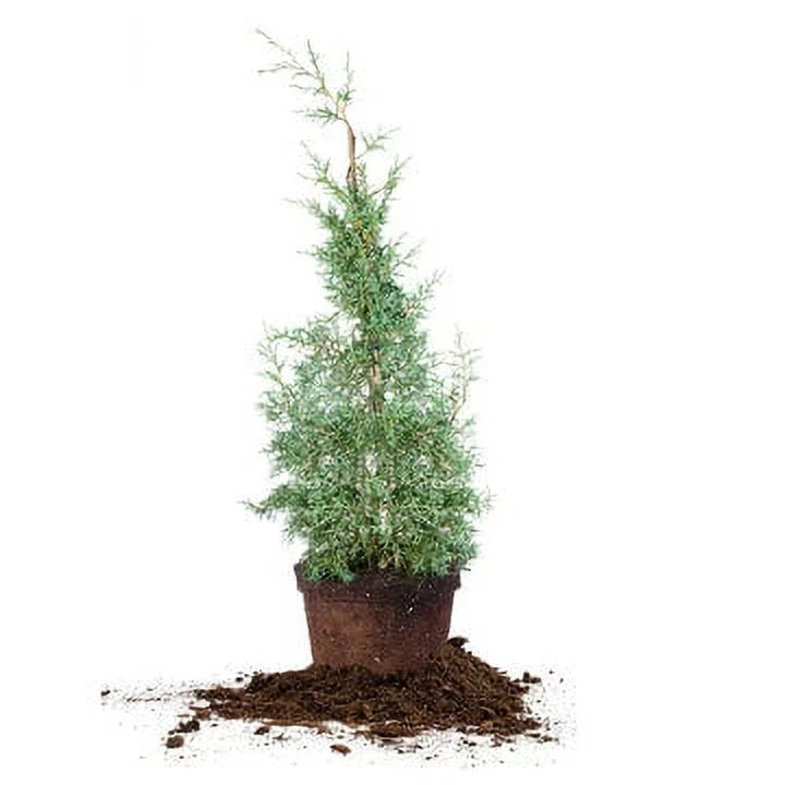 Carolina Sapphire Cypress Tree - Fast Growing - Unique Blue Green Foliage. 3 Gal