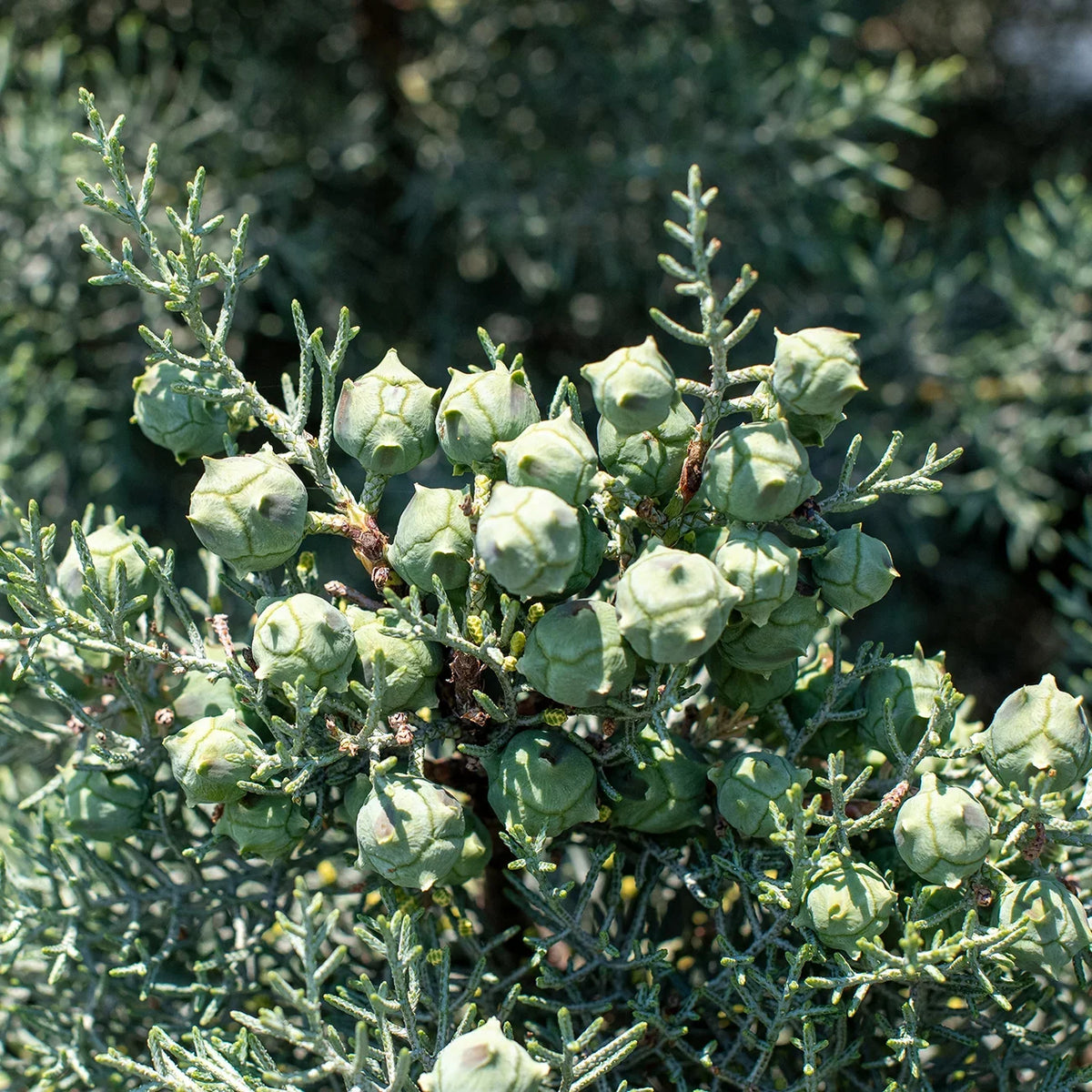 Carolina Sapphire Cypress Tree - Fast Growing - Unique Blue Green Foliage. 3 Gal