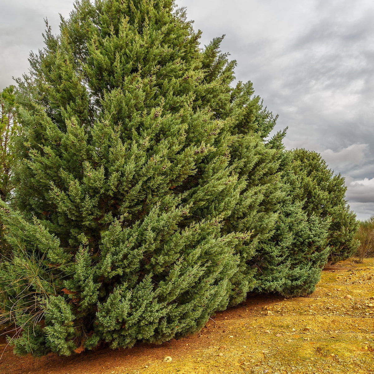Carolina Sapphire Cypress Tree - Fast Growing - Unique Blue Green Foliage. 3 Gal