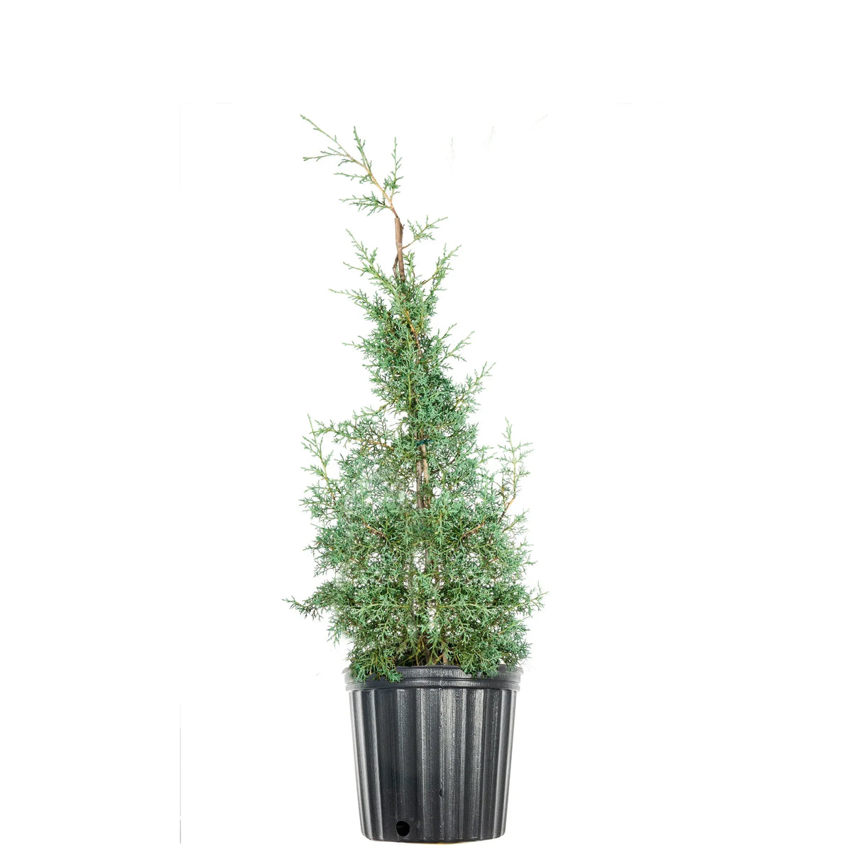 Carolina Sapphire Cypress Tree - Fast Growing - Unique Blue Green Foliage. 3 Gal
